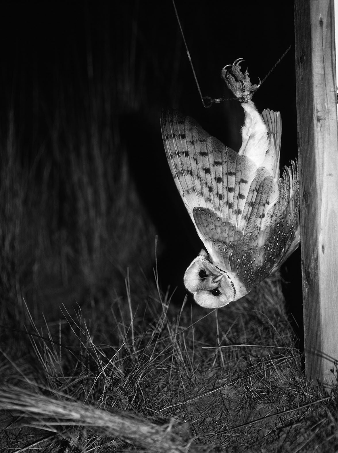 Untitled, Barn Owl Caught in Verbail Trap, 2002
